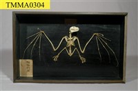 藏品(小笠原狐蝠骨骼)的圖片